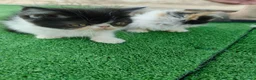 Persa gatos en venta: Gatitos persas de compañia - Anuncio 2