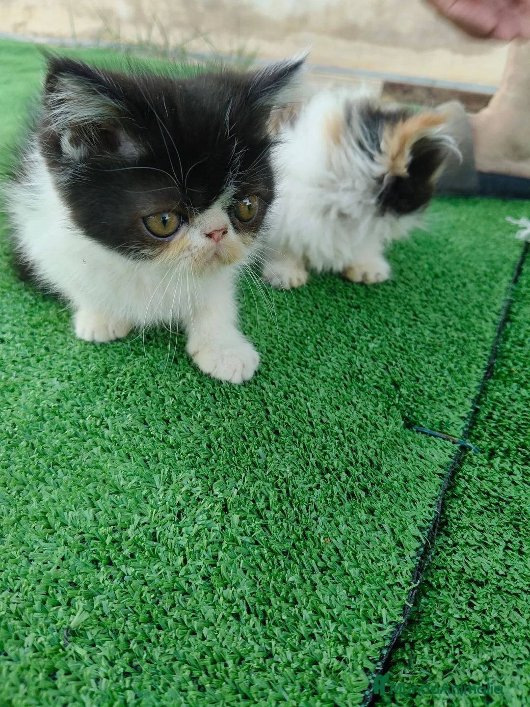 Persa gatos en venta: Gatitos persas de compañia - Anuncio 2