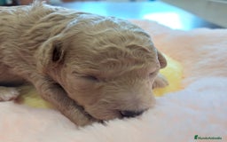 Caniche Toy perros en venta: Caniches toy mini - Imagen 3