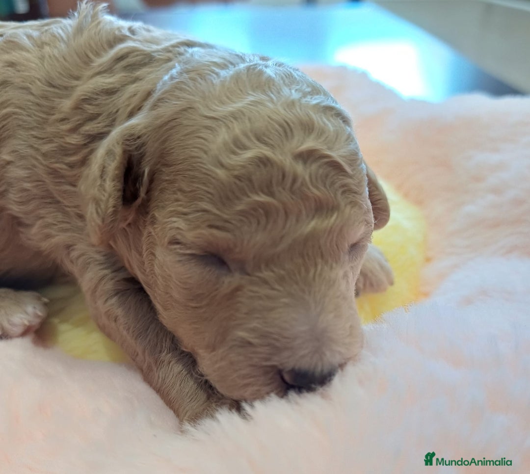 Caniche Toy perros en venta: Caniches toy mini - Imagen 3