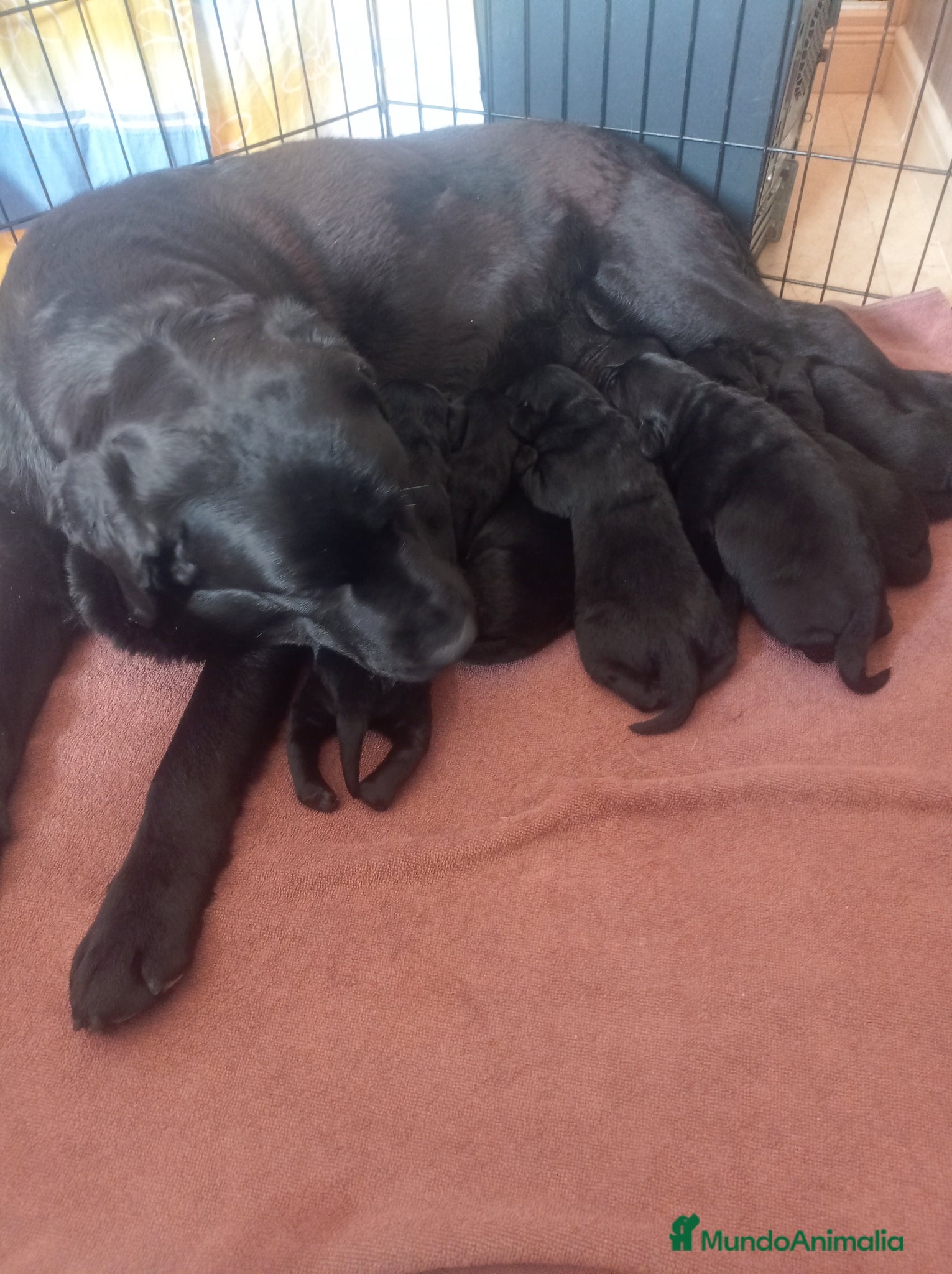Labrador Retriever perros Labradores retriver de Quercuscan  - Anuncio 1