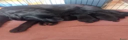 Labrador Retriever perros en venta: Labradores de  Quercuscan  - Anuncio 1