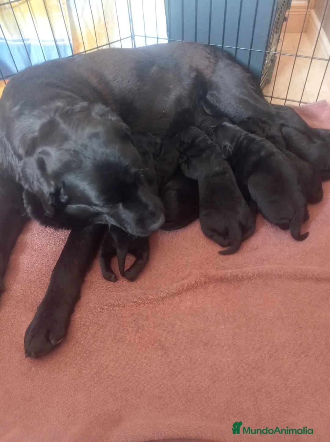 Labrador Retriever perros en venta: Labradores de  Quercuscan  - Anuncio 1