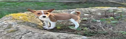 Basenji perros en venta: 🐾 Cachorros Basenji Exclusivos 🐾 - Anuncio 3