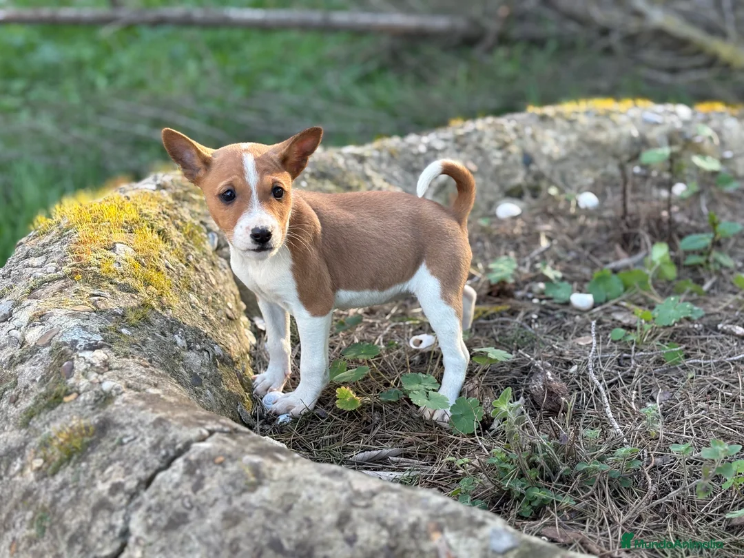 Basenji perros en venta: 🐾 Cachorros Basenji Exclusivos 🐾 - Anuncio 3