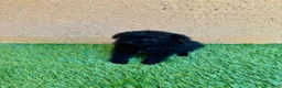 Caniche Toy perros en venta: Caniche toy negro - Anuncio 3