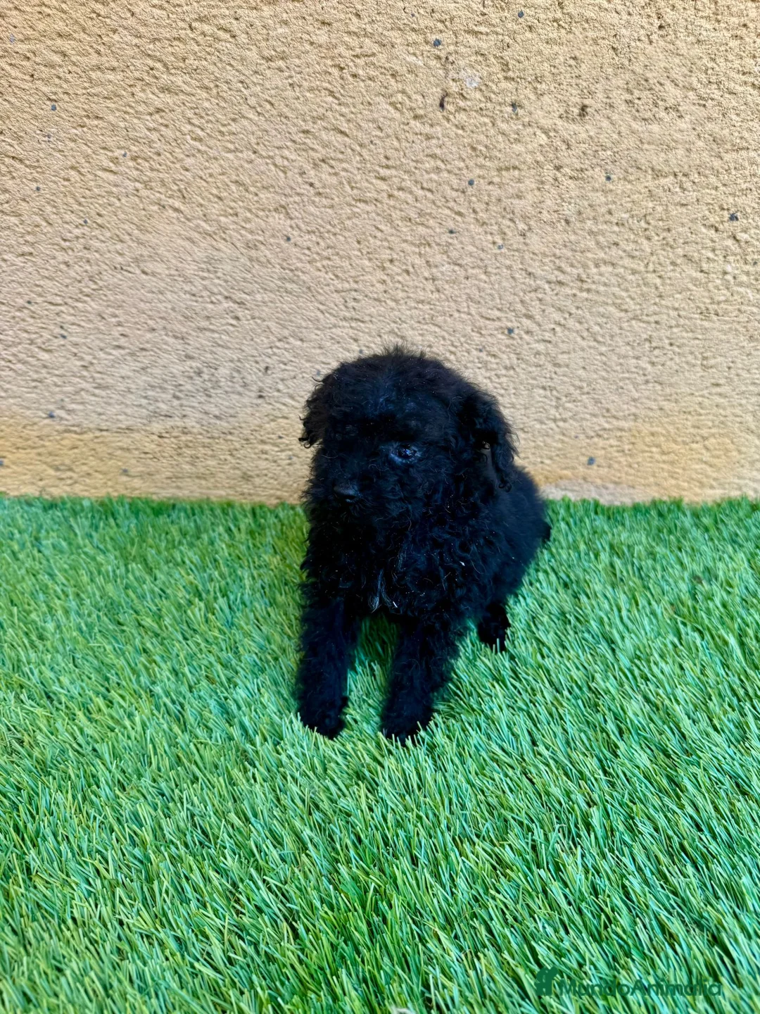 Caniche Toy perros en venta: Caniche toy negro - Anuncio 3