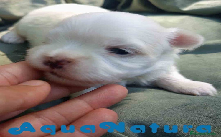 Bichón Maltés perros - Anuncio 13