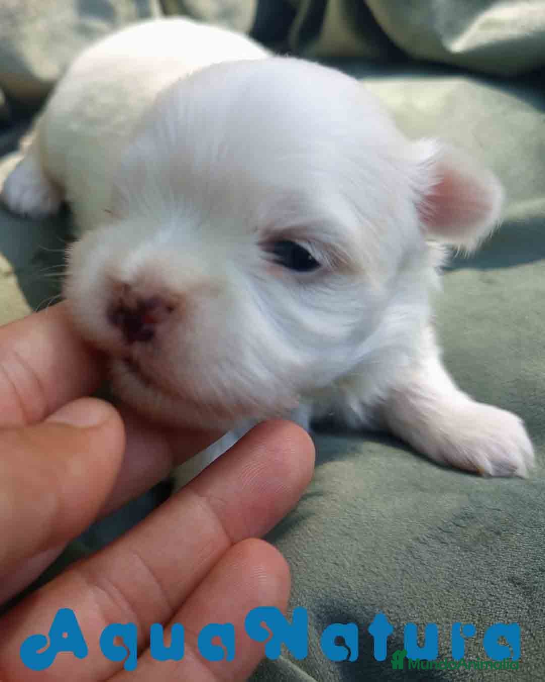 Bichón Maltés perros en venta: Bichon Maltes Macho 1 AQUANATURA - Imagen 1