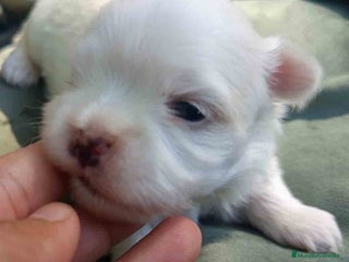 Bichón Maltés perros - Anuncio 30