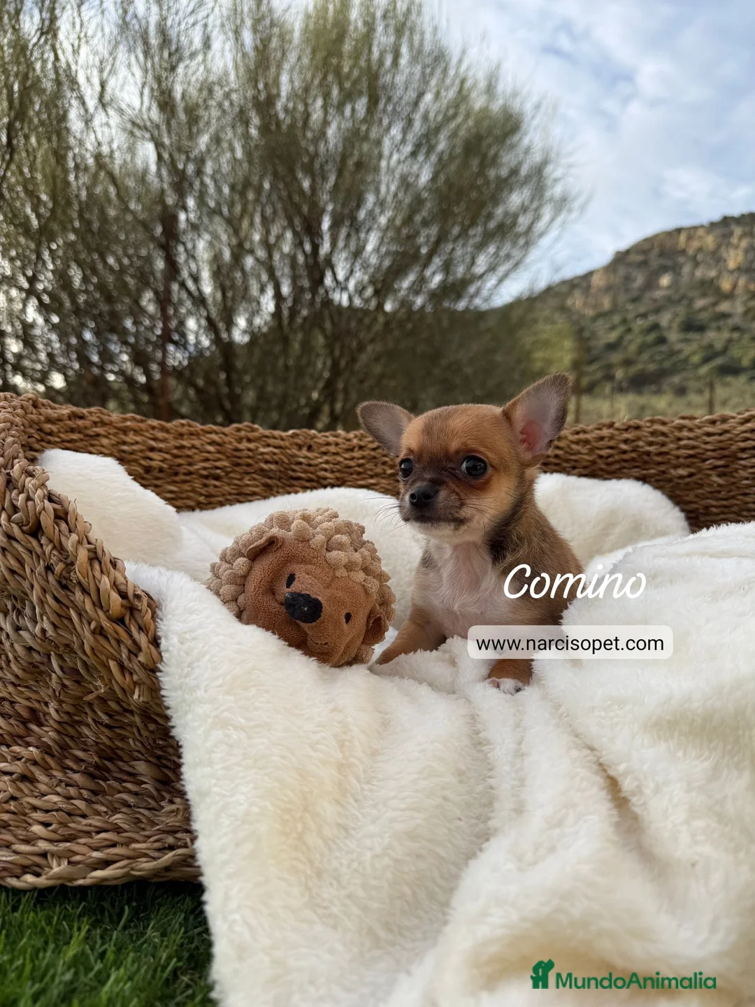 Chihuahua perros en venta: CHIHUAHUA - Anuncio 9