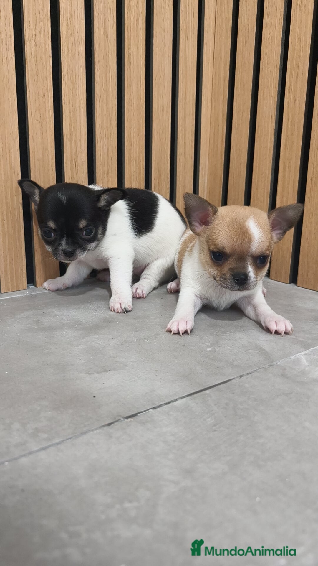 Chihuahua perros Chihuahua Toy  - Anuncio 2