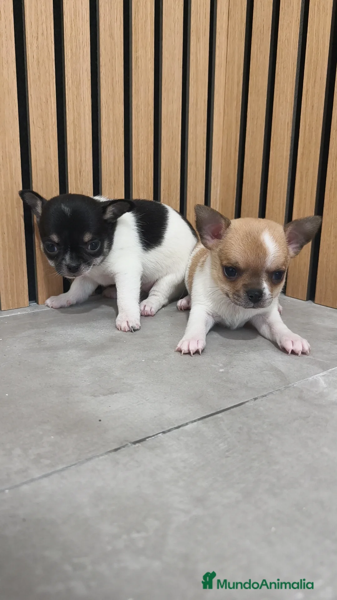 Chihuahua perros en venta: Chihuahua Toy  - Anuncio 1