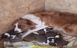 Border Collie perros en venta: Border collie  - Imagen 7