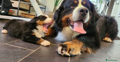 Boyero de Berna perros - Anuncio 6