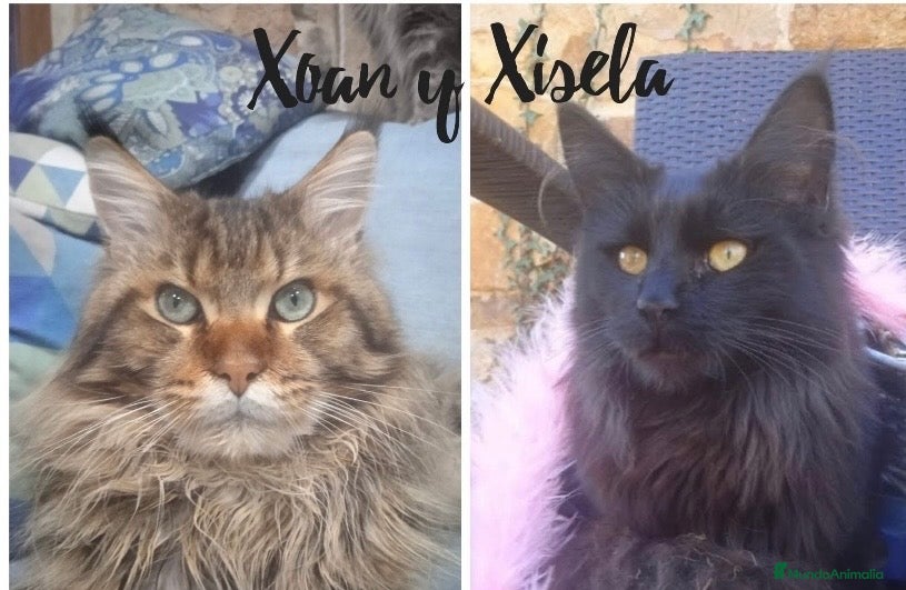 Maine Coon gatos Black blotched tabby - Anuncio 1