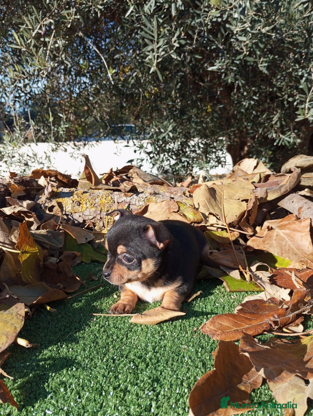 Chihuahua perros en venta: CHIHUAHUAS toy cabeza de manzana - Anuncio 8