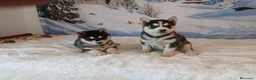 Husky Siberiano perros en venta: Husky Siberiano  - Anuncio 4