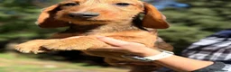 Teckel perros en venta: Teckel pelo duro  - Anuncio 3