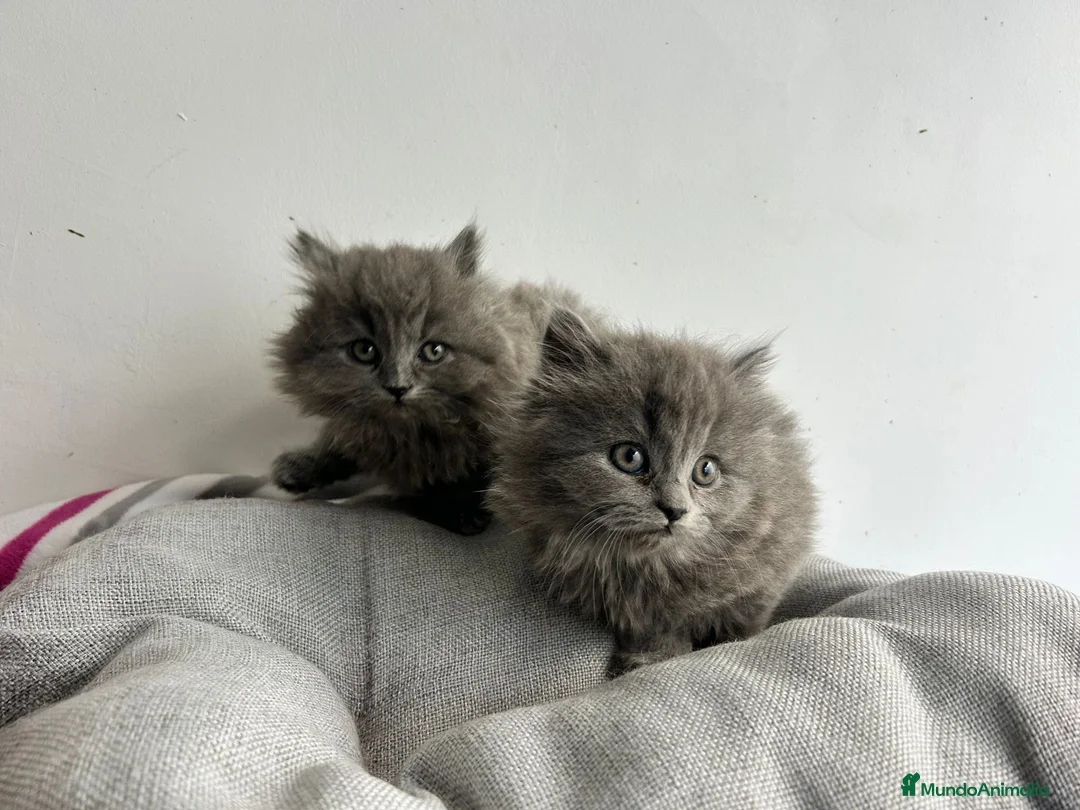 Británico de Pelo Largo gatos en venta: British pelo largo  - Anuncio 2