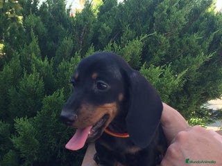 Teckel perros Teckel kaninchen en Ciudad Real - Anuncio 2