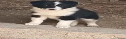 Border Collie perros en venta: Boder collie Parla  - Anuncio 2