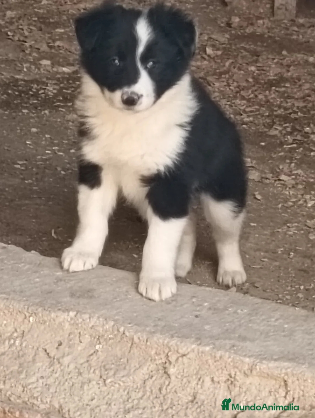 Border Collie perros en venta: Boder collie Parla  - Anuncio 2