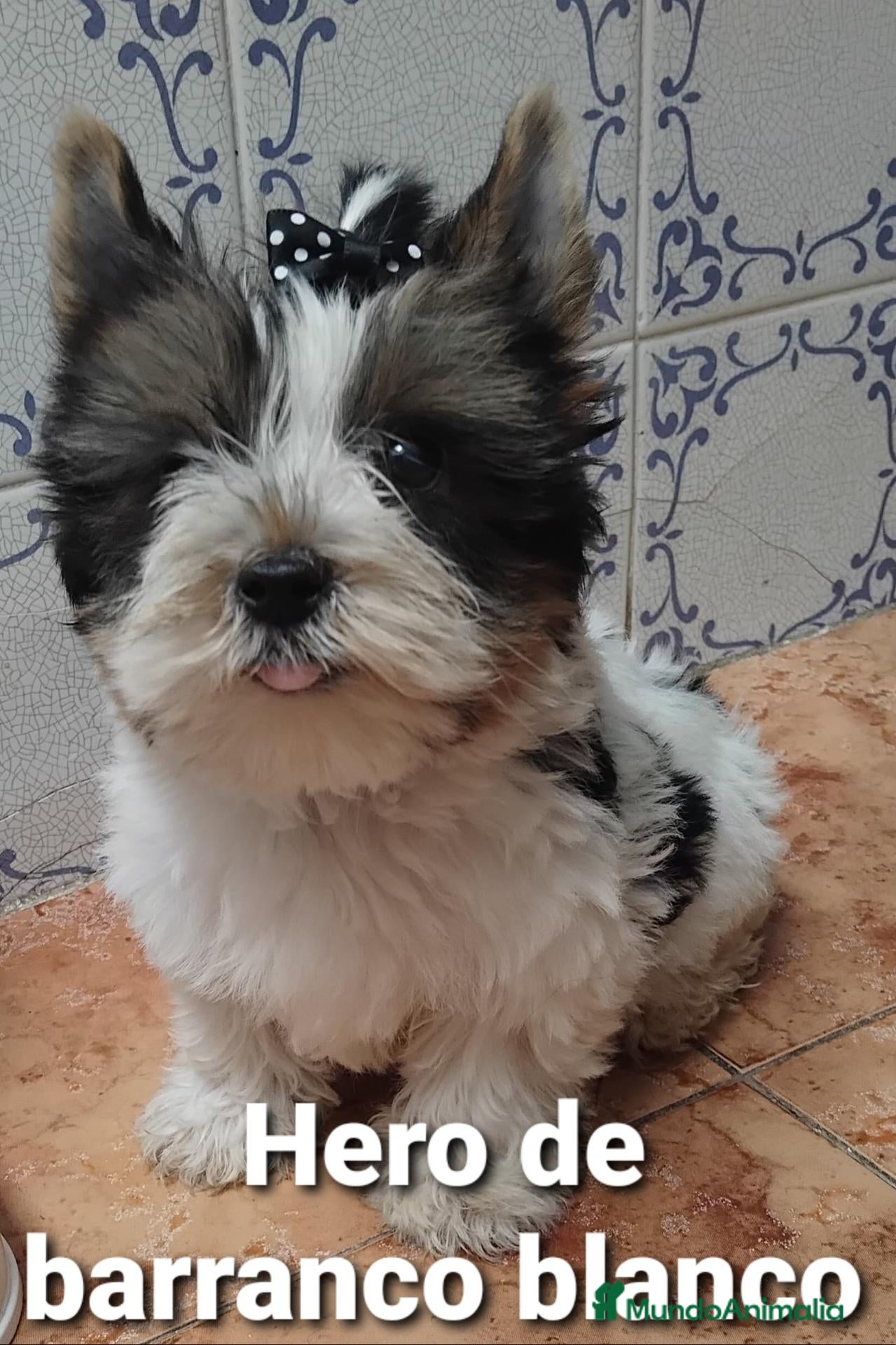 Biewer Yorkshire Terrier a la Pom Pon perros Biewer con pedigree de la mejor calidad - Anuncio 1