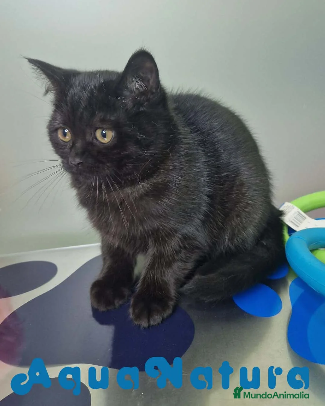 Británico de Pelo Corto gatos en venta: British Shorthair Macho 1739 AQUANATURA - Anuncio 7