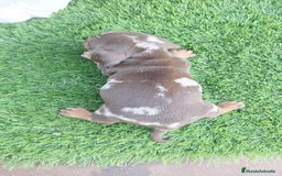 Teckel Miniatura perros en venta: Teckel hembras chocolate y arlequín chocolate  - Imagen 1