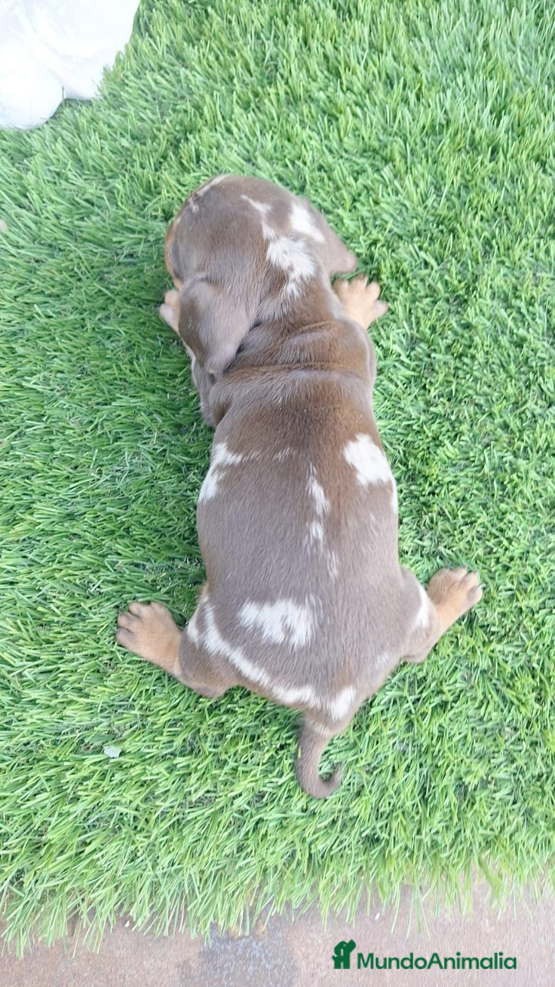 Teckel Miniatura perros en venta: Teckel hembras chocolate y arlequín chocolate  - Imagen 1