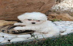 Bichón Maltés perros en venta: Bicho maltés  - Imagen 3