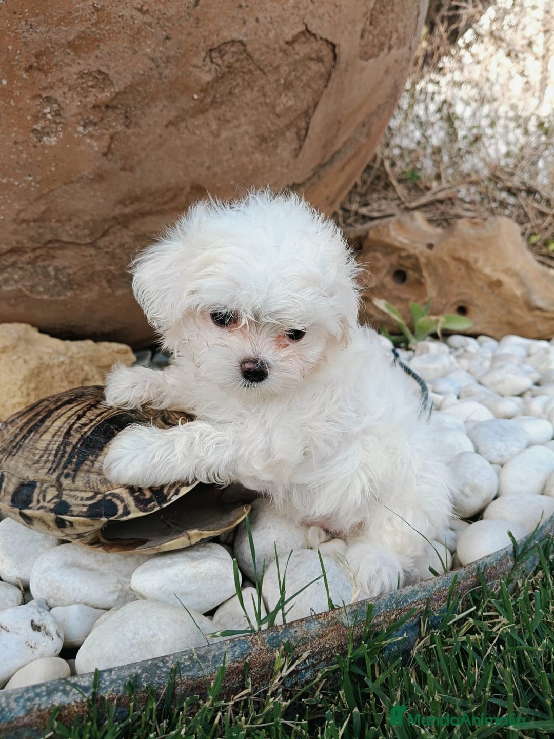Bichón Maltés perros en venta: Bicho maltés  - Imagen 3