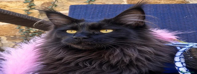 Xisela