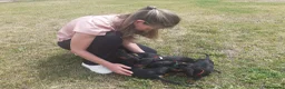 Teckel perros en venta: PRECIOSOS TECKEL NEGRO FUEGO  - Anuncio 5