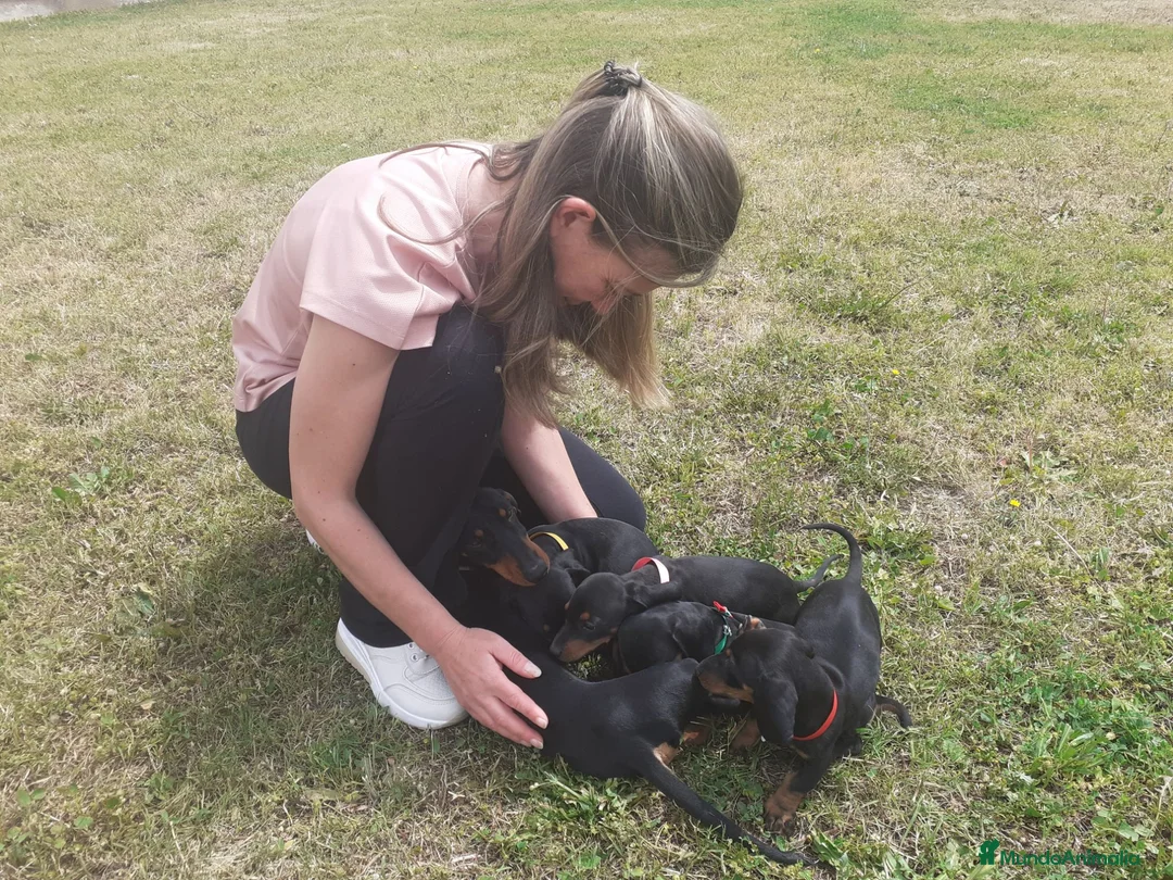 Teckel perros en venta: PRECIOSOS TECKEL NEGRO FUEGO  - Anuncio 5