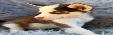 Husky Siberiano 3