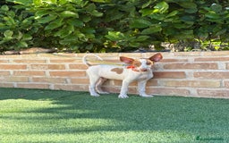 Podenco Ibicenco perros en venta: Cachorro podenco ibicenco  - Imagen 5