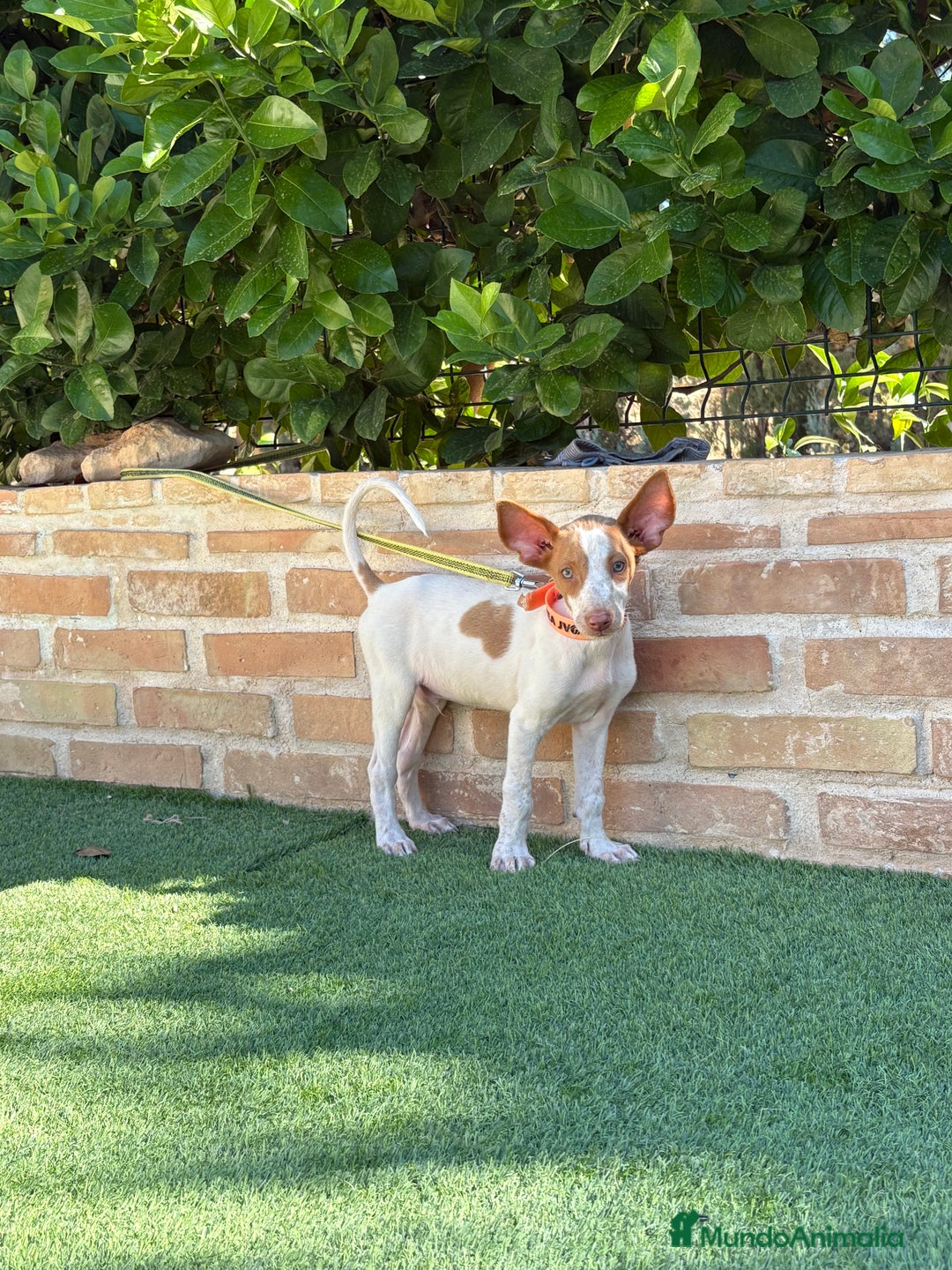 Podenco Ibicenco perros en venta: Cachorro podenco ibicenco  - Imagen 5