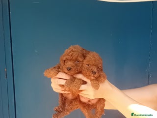 Caniche Toy perros - Anuncio 34