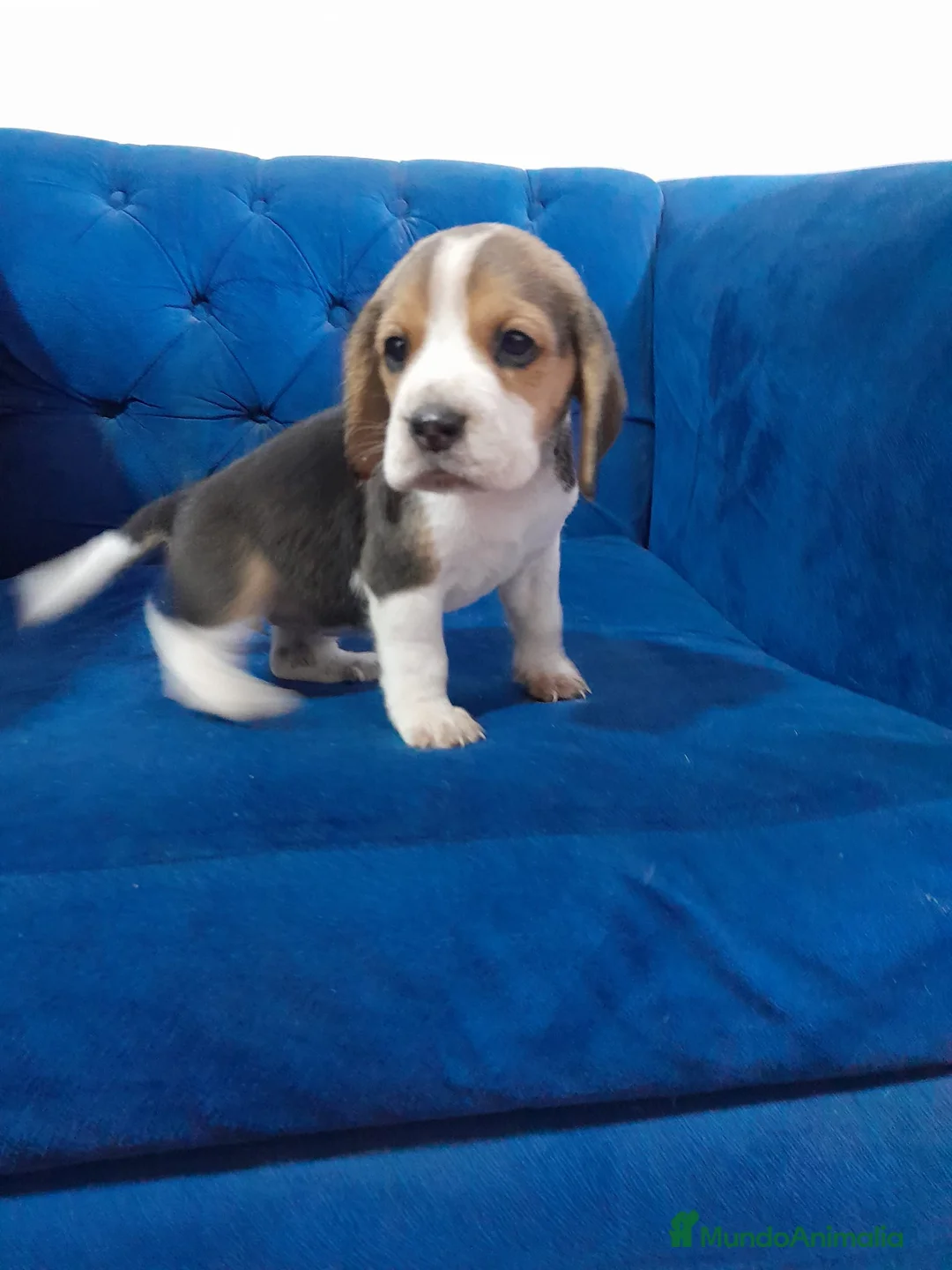 Beagle perros en venta: BEAGLE - Anuncio 1
