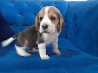 Beagle perros BEAGLE - Anuncio 1