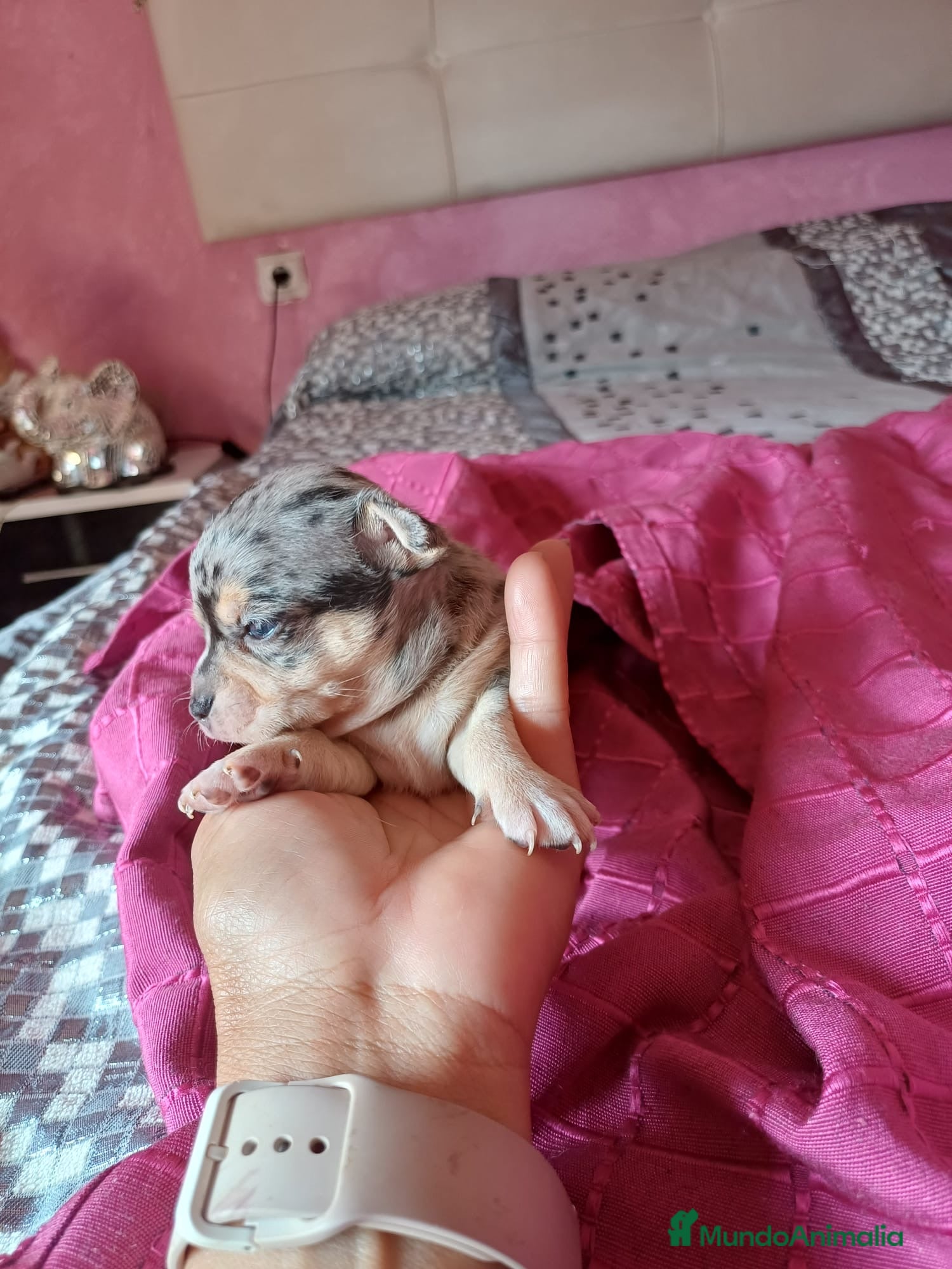Chihuahua perros Precioso chihuahuas merle disponible 🐾🐶 - Anuncio 1
