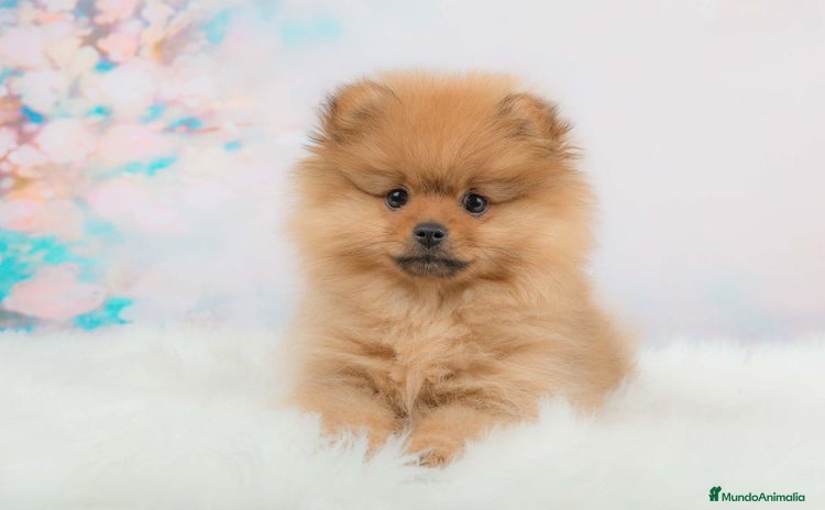 Pomerania perros - Anuncio 2