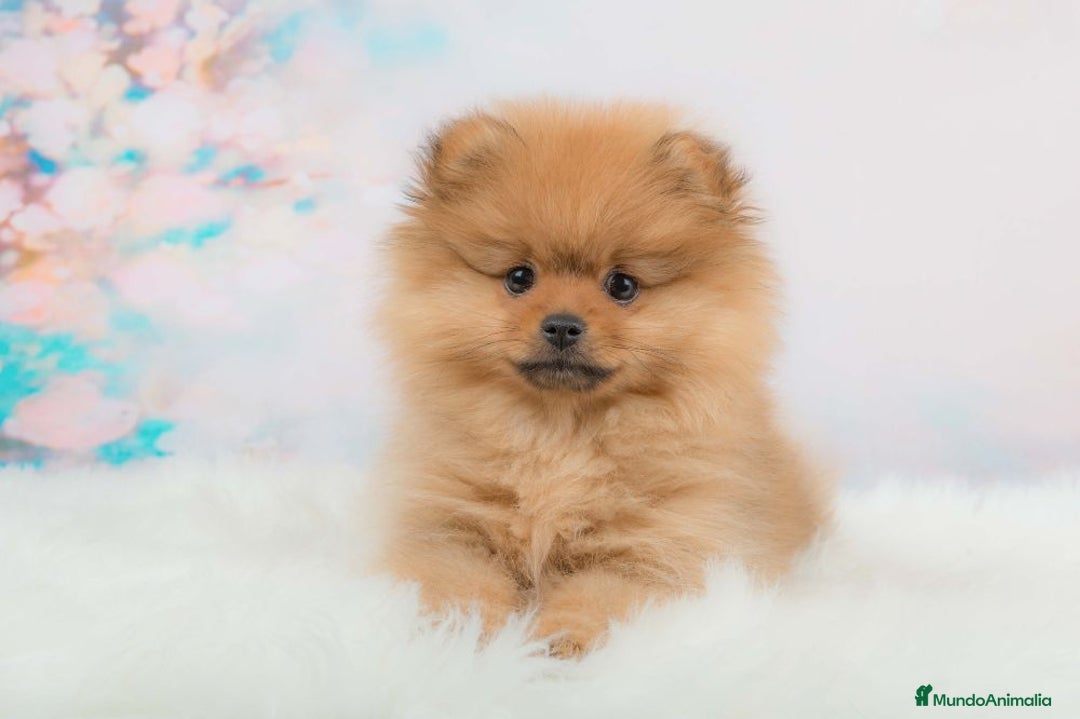 Pomerania perros en venta: PRECIOSOS POMERANIA TOY  - Imagen 1