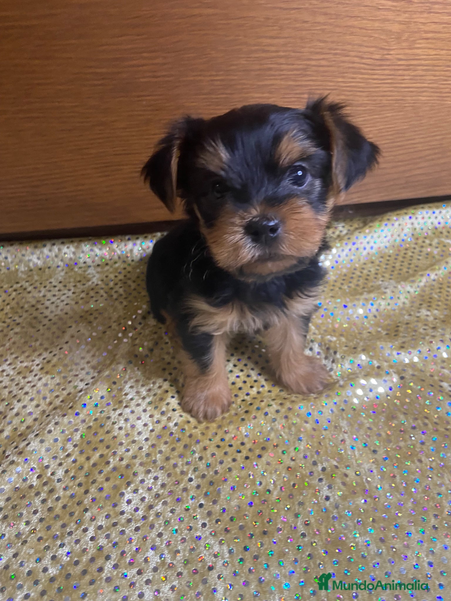 Yorkshire Terrier perros 🐾 Yorkshire Terrier – disponibles para reserva 🐾 - Anuncio 2