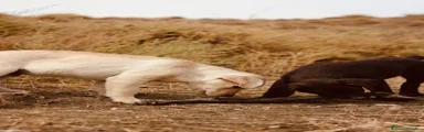 Labrador Retriever 1