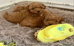 Caniche Enano perros en venta: Caniche enano - Imagen 9