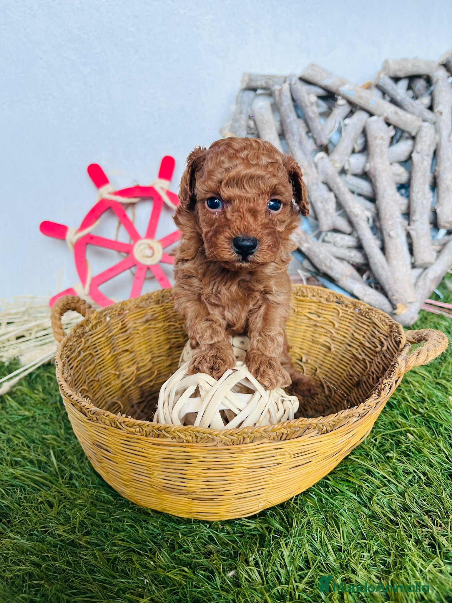 Caniche Toy perros CAMADA DE CANICHE TOY  - Anuncio 1