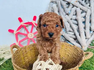 Caniche Toy perros CAMADA DE CANICHE TOY - Anuncio 1